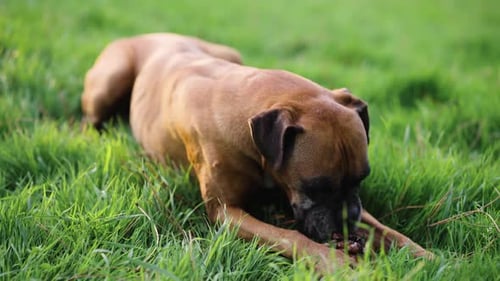 Brown Boxer Dog Chewing a Stick in the Grass