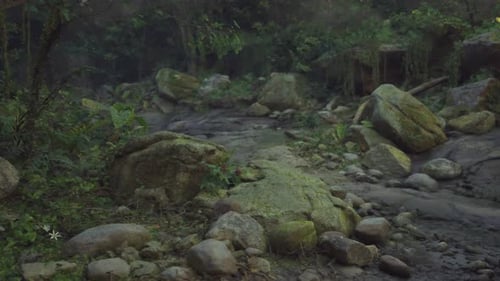 A Rocky Path in the Middle of a Forest Mountain Path