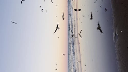 Seagulls Flying Over Baltic Sea Dark Blue Clouds and Sea or Ocean Water Surface with Foam Waves
