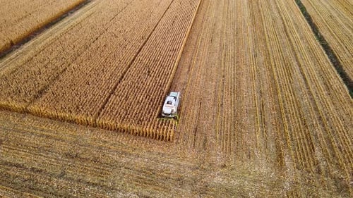 Combine Harvesting Ripe Corn at Field Aerial View Maize Harvester Season of Gathering Crops