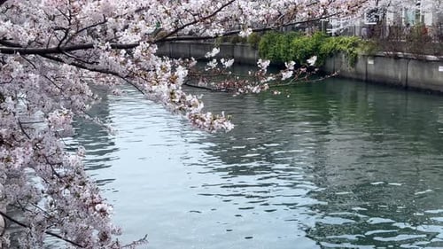 Kirschblüten überragen das ruhige Flusswasser und deuten auf einen ruhigen Frühlingstag hin, aufgenommen in natürlichem Licht