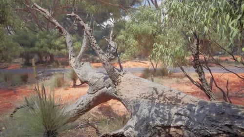South Africa Landscape with Green Trees