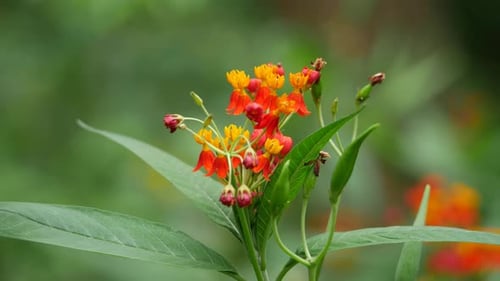 A close up of a flower