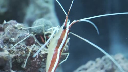 Close up of cleaner shrimp in a fishtank