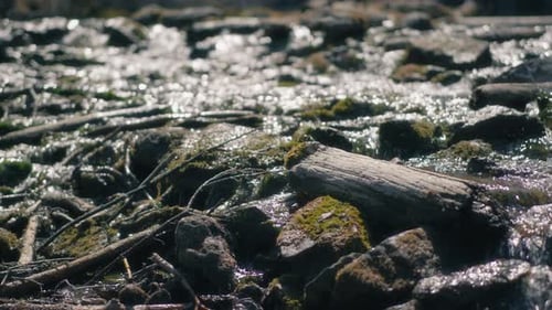 Arroyo de montaña que fluye a través de rocas y ramas a la luz del sol