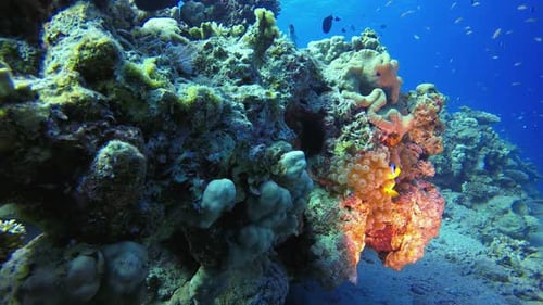 Underwater Marine Life Clownfish