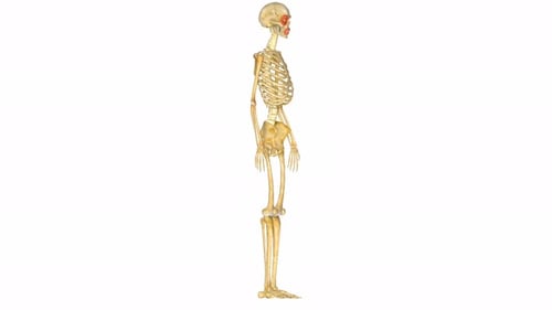Detaillierte anatomische Ansicht des menschlichen Skelettsystems