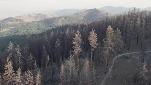 Diagonal shot of a burnt forest hiking trail.