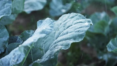 Closeup of Сabbage Leaves Under the Rain Cabbage Bushes with Green Leaves on the Ground