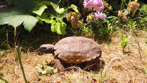 Close up shot at walking old tortoise in a garden with pink flowers