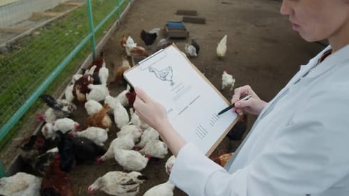 Female Vet Studying Chicken Checklist at Family Farm