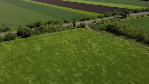 green barley and wheat fields aerial view