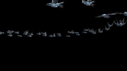 Animated Flock of Birds Flying with Seamless Loop