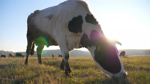 Cow Eating Fresh Green Grass at Lawn or Field