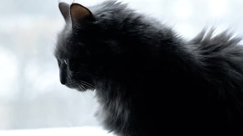 Chat gris à la fenêtre en cas de chute de neige