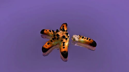 Regeneration Process In Starfish