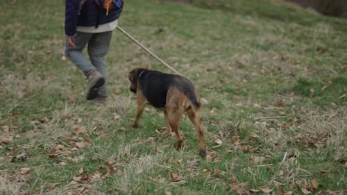 Mature Caucasian Woman in the Woods in Nature Walking and Playing with Her German Shepherd Dog