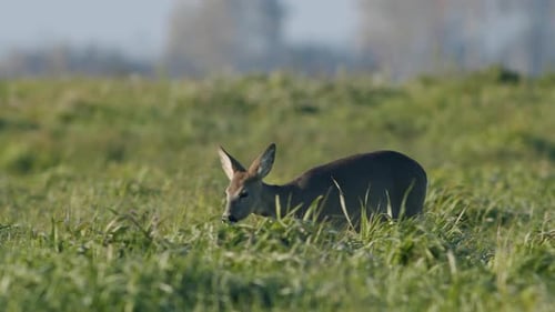 Common wild roe deer perfect closeup on meadow pasture autumn golden hour light
