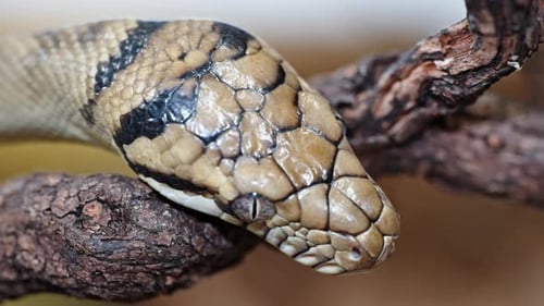 Close-up of a Morelia amethistina snake on a tree branch showing intricate scale patterns