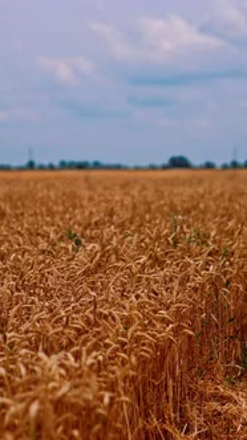 Ripe field during harvest season. Harvester machine working on wheat field.