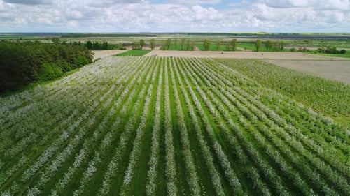 Cultivation of Apple Trees Aerial View of a Field with Blossoming Trees