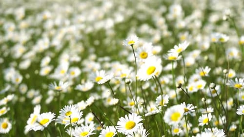Chamomile White Daisy Flowers in a Field of Green Grass Sway in the Wind at Sunset Chamomile Flowers