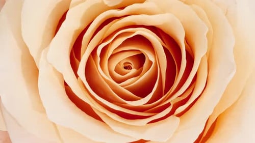 Beautiful Pink Rose Rotating on White Background Macro Shot Closeup Blooming Pink Rose Flower Open
