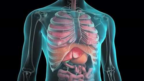 3D Human Torso Anatomy with Ribcage Liver Stomach Diaphragm