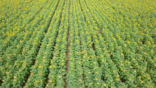 Aerial view of a vast yellow Sunflower field