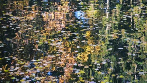 Herbstpark am Abend. Die Wasseroberfläche hat eine wunderschöne goldene Farbe mit abgefallenen Blättern