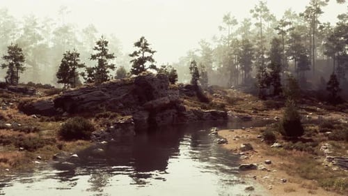 A Stream Running Through a Forest Filled with Trees