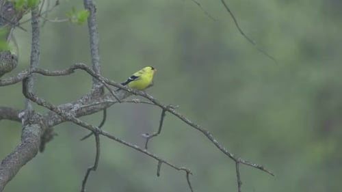 Closeup Shot Of An American Gold Finch, Bird Flying From A Tree Branch Perch