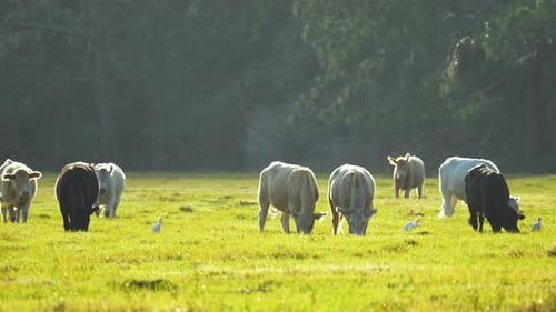 Milk Cows Grazing on Green Farm Pasture on Summer Day