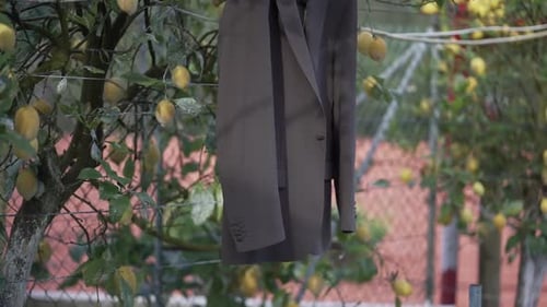 Suit Jacket Hanging from a Lemon Tree Branch