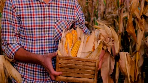 A Man Farmer Harvests Corn in a Field Selective Focus