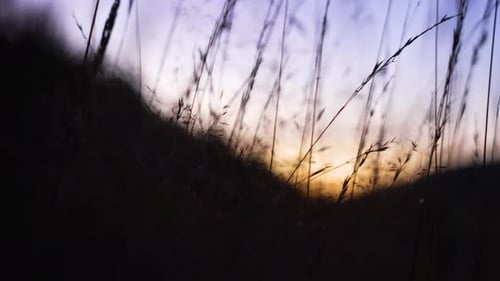 Nahaufnahme von Getreide und Gras auf einem Maisfeld vor einem wunderschönen Sonnenuntergang hinter den Hügeln.