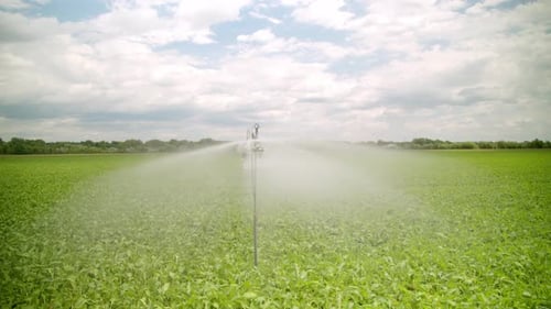 Watering Vegetables In The Field Using Water Sprinkler In The Countryside. - aerial shot