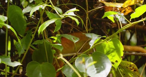A curious black-capped squirrel monkey moves through dense foliage, searching in Peru’s Amazon.