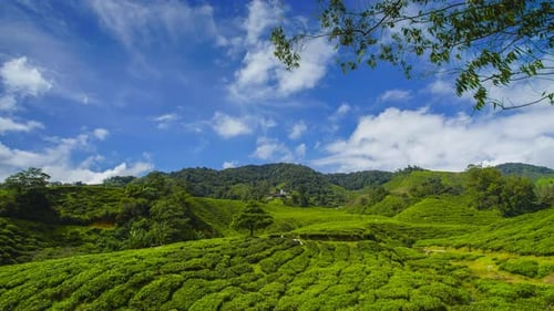 4K Timelapse of green tea plantation.