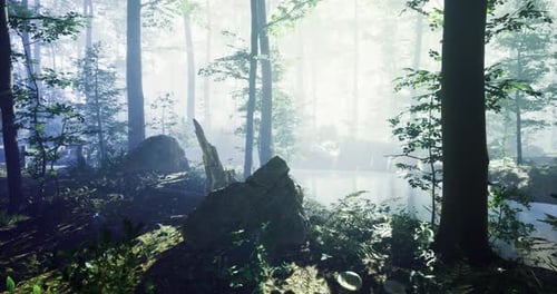 Misty Forest with Sunlight Filtering Through Trees and Reflecting on Water