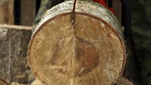 Close Up Male Hands in Gloves with Chainsaw Saw Large Log