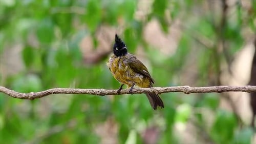 El Bulbul de cresta negra es famoso por su cresta negra puntiaguda y su cuerpo amarillo que lo hace atractivo