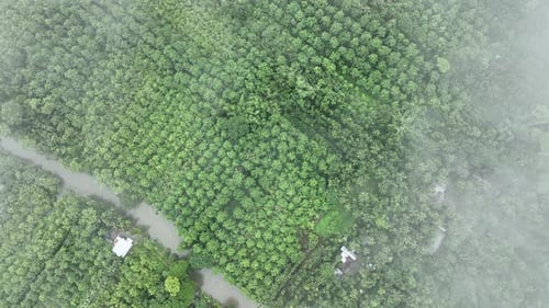 Vue aérienne du jardin de goyaves à Swarupkathi, Pirojpur, Bangladesh.