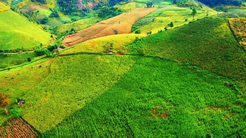 Aerial View of Green Terraced Rice Fields