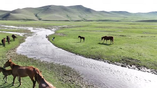 Herd of Horses Grazing on Grassy Meadow