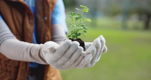 Hands, soil and person with plant in nature for eco friendly, gardening or botany growth