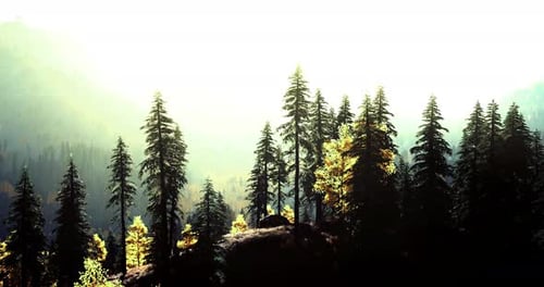 Sunlight Filtering Through Evergreen Trees in a Serene Forest Landscape
