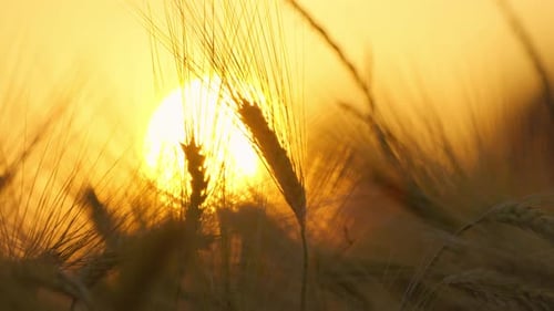 Wheat Field at Sunset
