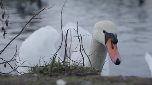 4K 60fps: Schwan am Rand eines ruhigen Teichs, auf der Suche nach Nahrung