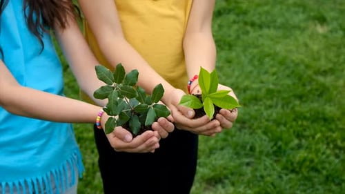 The Child Holds the Plant and Soil in His Hands